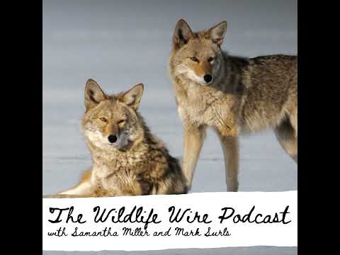 Ep. 18 The coyotes and wolves of the east w/Chris Schadler