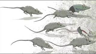 Infected Mushroom -The Rat - - - [[Full Visual Trippy Video Animation Set]]- - - [GetAFix]