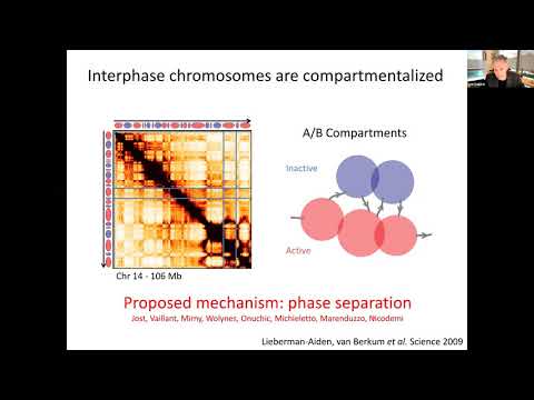 Colloquium Nov 5, 2020 - Chromosome Folding by Phase Separation of Different Chromatin States