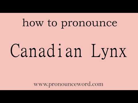 Canadian Lynx. How to pronounce the english word Canadian Lynx .Start with C. Learn from me.