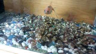 金魚とドジョウが可愛いということに今更ながら気が付いた。