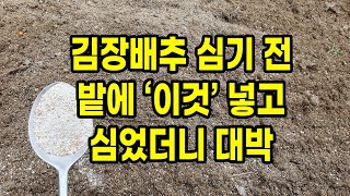 김장배추 심는시기 밭에 이것 넣고 심었더니 대박