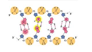 Major Elements in Biological Molecules: Nucleic acids