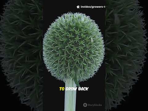 Unlock Bigger Buds: 5 Cannabis Training Hacks in 45 Seconds!