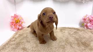 ミニチュアダックス（スムース）の動画01