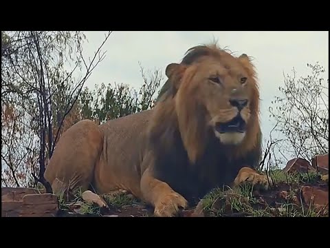Molibany Male Lion Roaring | Warning Intruders Males to stay away | Masaimara | 28 December 2025
