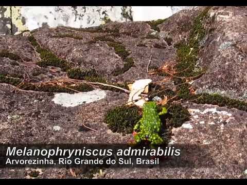 Sapo ameaçado de extinção (Melanophryniscus admirabilis) em Arvorezinha / Rio Grande do Sul #fauna 