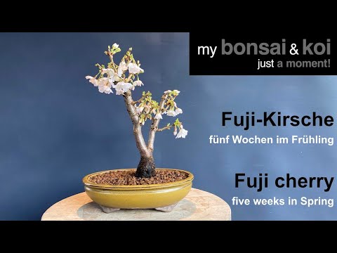 Bonsai - just a moment - Fuji Kirsche - fünf Wochen im Frühling - Fuji cherry - five weeks in spring