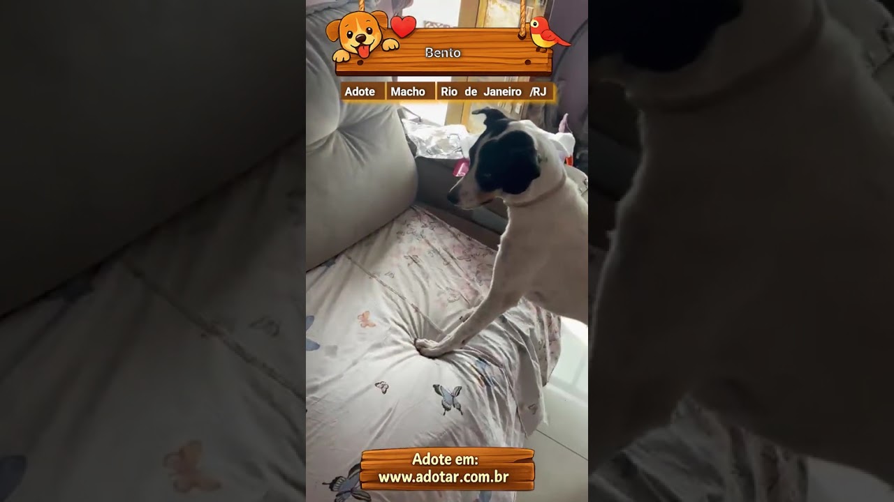 Cachorro raça SRD-ViraLata idade 2 a 6 meses nome Bento