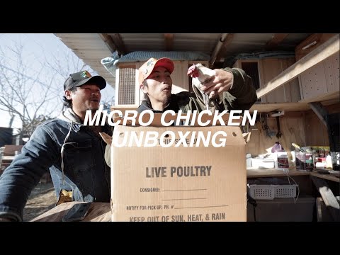 Puerto Rican Kikiriki unboxing (micro bantam chickens)