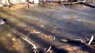 preview picture of video 'Large steelhead swimming in Brandywine creek Niles, MI'