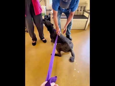 Dogs reactions after getting adopted ❤️😭 #foryou #dog #doglove #fyp #love