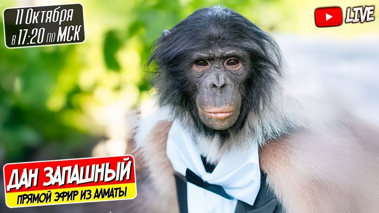 🔴 СТРИМ ЗА КУЛИСАМИ ЦИРКА АЛМАТЫ С ДАНОМ ЗАПАШНЫМ И ШИМПАНЗЕ БОНЕЙ