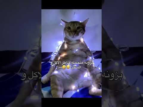 حتى البزونة ما خلصت من العراقيين😔😂#اكسبلور#نبأ_الُحٍسيَن