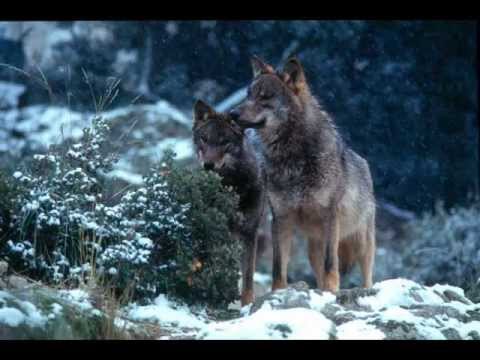 Divino Disturbo - Wolf Song
