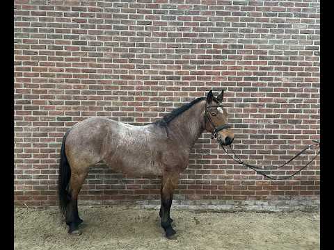 Minnesota ☆ (DINKEN x CARETINO) - Video 10 video thumbnail