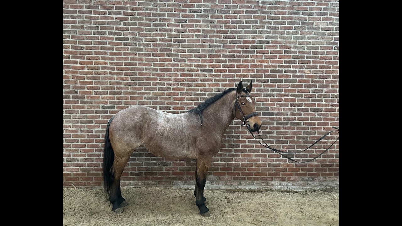 Minnesota ☆ (DINKEN  x CARETINO) video 2