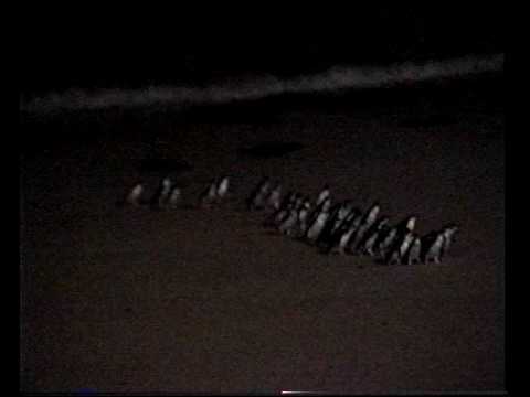 Australie: Penguin parade