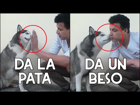 Cómo ENSEÑAR a tu perro a DAR LA PATA y DAR UN BESO en pocos pasos (Ejemplos con un Husky Siberiano)