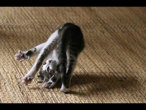 СМЕШНЫЕ КОТЫ И КОШКИ 2020 ЛУЧШИЕ ПРИКОЛЫ С КОТАМИ #1 FUNNY CATS 2020 BEST JOKES WITH CATS #1 ❤