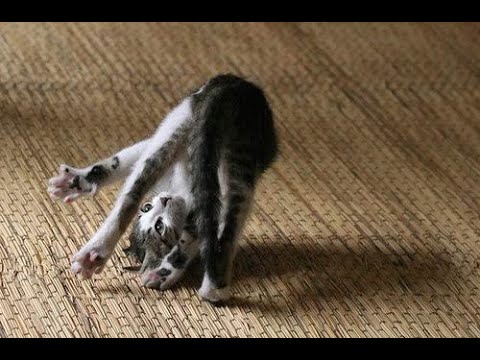 СМЕШНЫЕ КОТЫ И КОШКИ 2020 ЛУЧШИЕ ПРИКОЛЫ С КОТАМИ #1  FUNNY CATS 2020 BEST JOKES WITH CATS #1  ❤