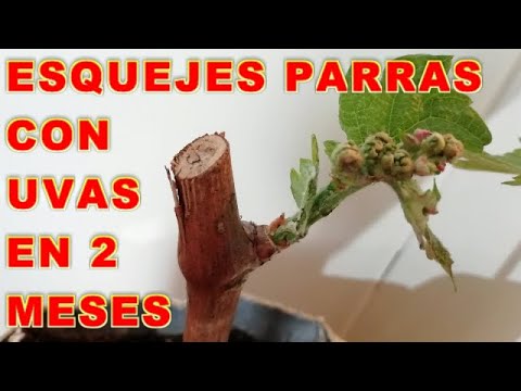 , title : 'Esquejes de Parras con Raices y Uvas en 2 meses, Reproducir Parras - VIVIR EN EL CAMPO'