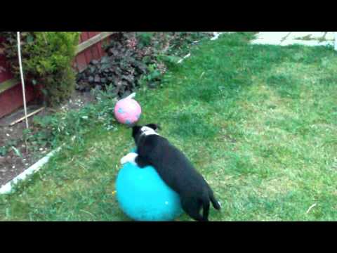 Aero vs space hopper