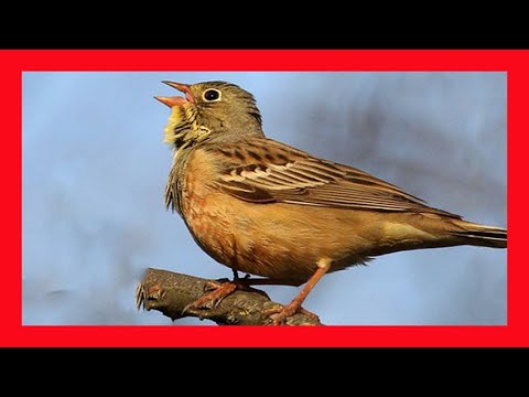 Strnádka záhradná — spev samca (Ortolan Bunting Song/Call)