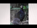 Pavane by Ottmar Liebert