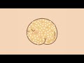 Shawn Wasabi HOME RUN Feat Raychel Jay Official Audio