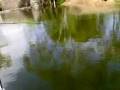 BRIDGIE MURRAY COD GOTONE BOYS