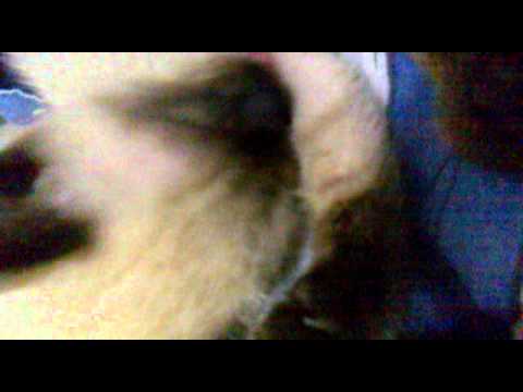 tiimonyan’s Video 39463318660 vXTTJ22gfbg