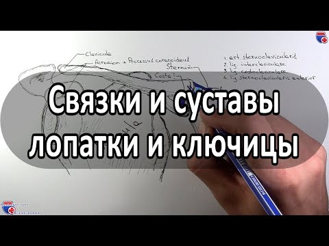 Анатомия суставов и связок лопатки, ключицы - meduniver.com