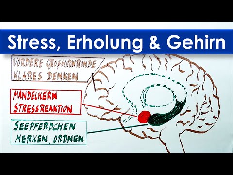 STRESS - ADRENALIN & CORTISOL - Wo es entsteht und wie Du es durch Pausen abbaust.