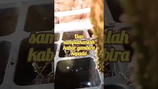 Download lagu Semaian Kaktus (Opuntia monacantha) dan Sabar dalam Seayat al Baqarah 🌵🌵🌱 #shorts #plants #zikr mp3