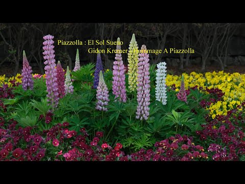 Piazzolla : El Sol Sueno