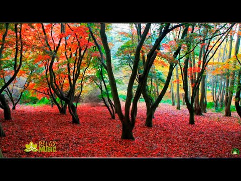 Relax Music. Relaxing Piano  Forest Nature Sounds | 3 Hours Music for Meditation Relaxation
