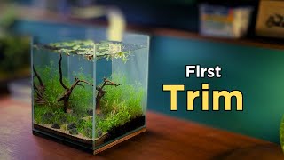 First Trim for the Cube Aquarium (No Filter, No C02 Aquascaping Tutorial)