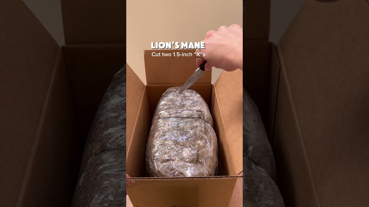 Mushroom Grow Kit 101