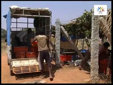 Seedless grape Cultivation in Subtropics Kannada Part 2 