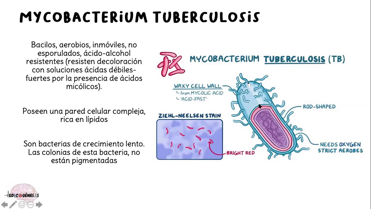 Mycobacterium tuberculosis