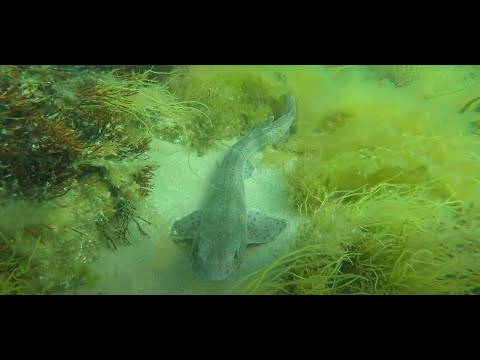 Sharks Everywhere at Anglesey North Wales 10.6.2023 - UK Shark Diving