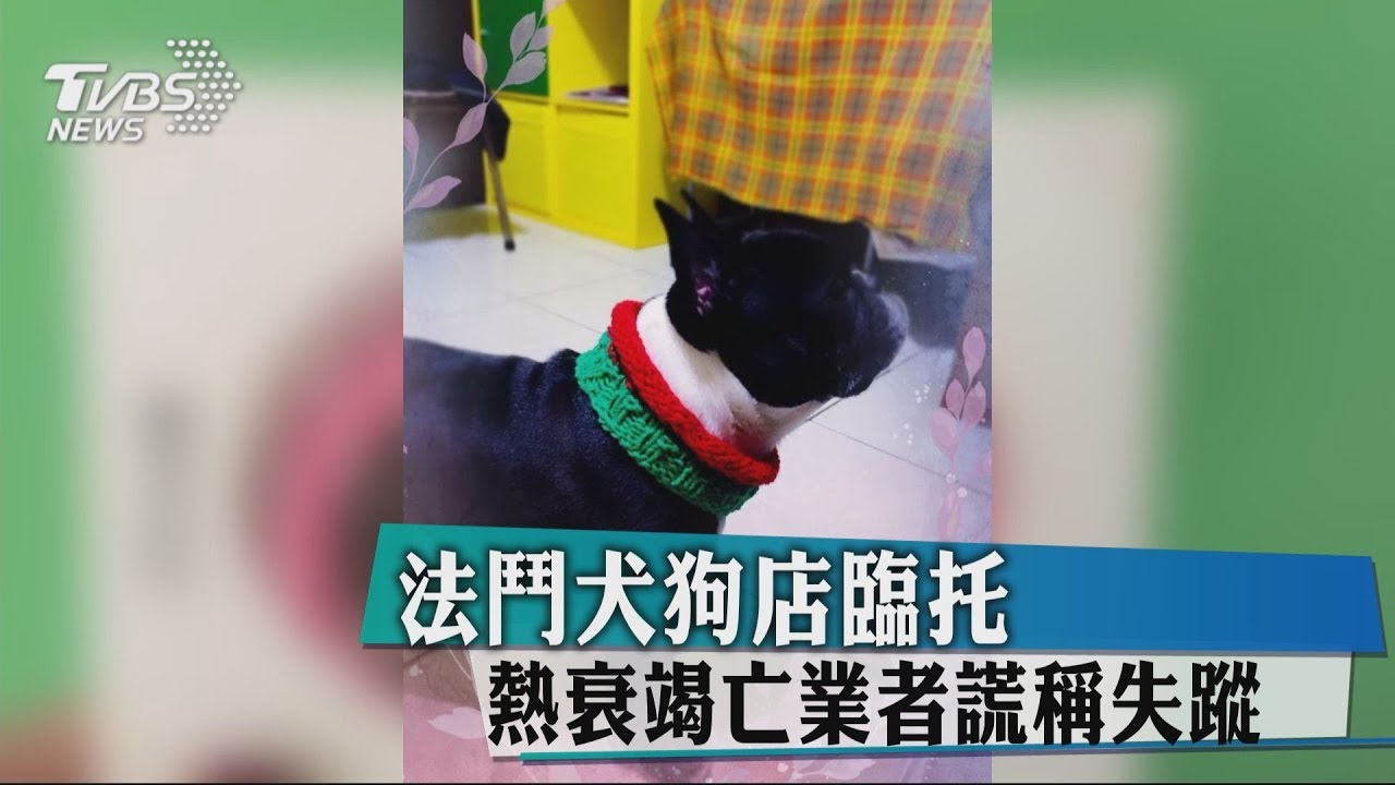法鬥犬狗店臨托 熱衰竭亡業者謊稱失蹤