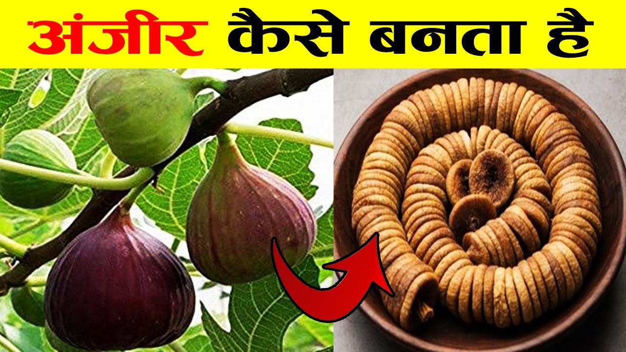 देखिए अंजीर कैसे बनता है |  Dry Fruits Making Process | Food Manufacturing Process