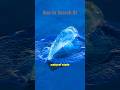 wow have you seen sea life beaching ? v. velella mass stranding #shorts