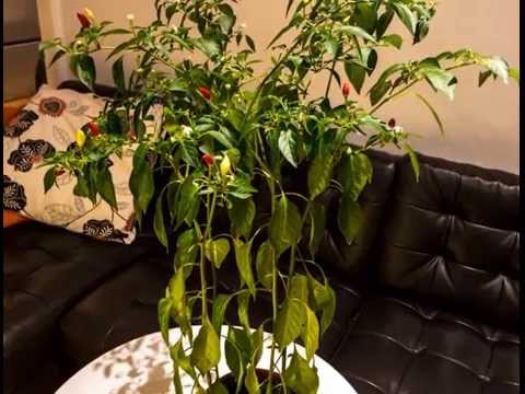 Amazing Recovery of a Chili Plant after 5 Days without Water [Timelapse]