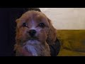 Cavapoo dogs for sale: Wes - Video 1