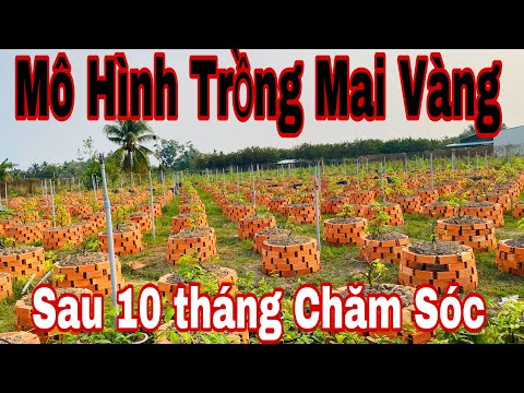 Tổng hợp 96 hình về mô hình trồng mai vàng daotaonec #9 Tổng hợp 96 hình về mô hình trồng mai vàng daotaonec