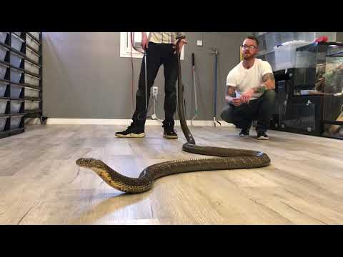 Facts about king cobras!