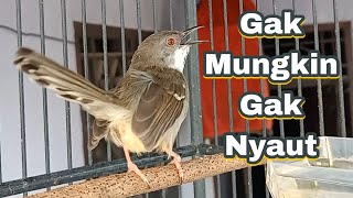 Download lagu ciblek semi gacor, untuk PANCINGAN semua ciblek bahan ataupun ciblek PAUD belajar bunyi mp3